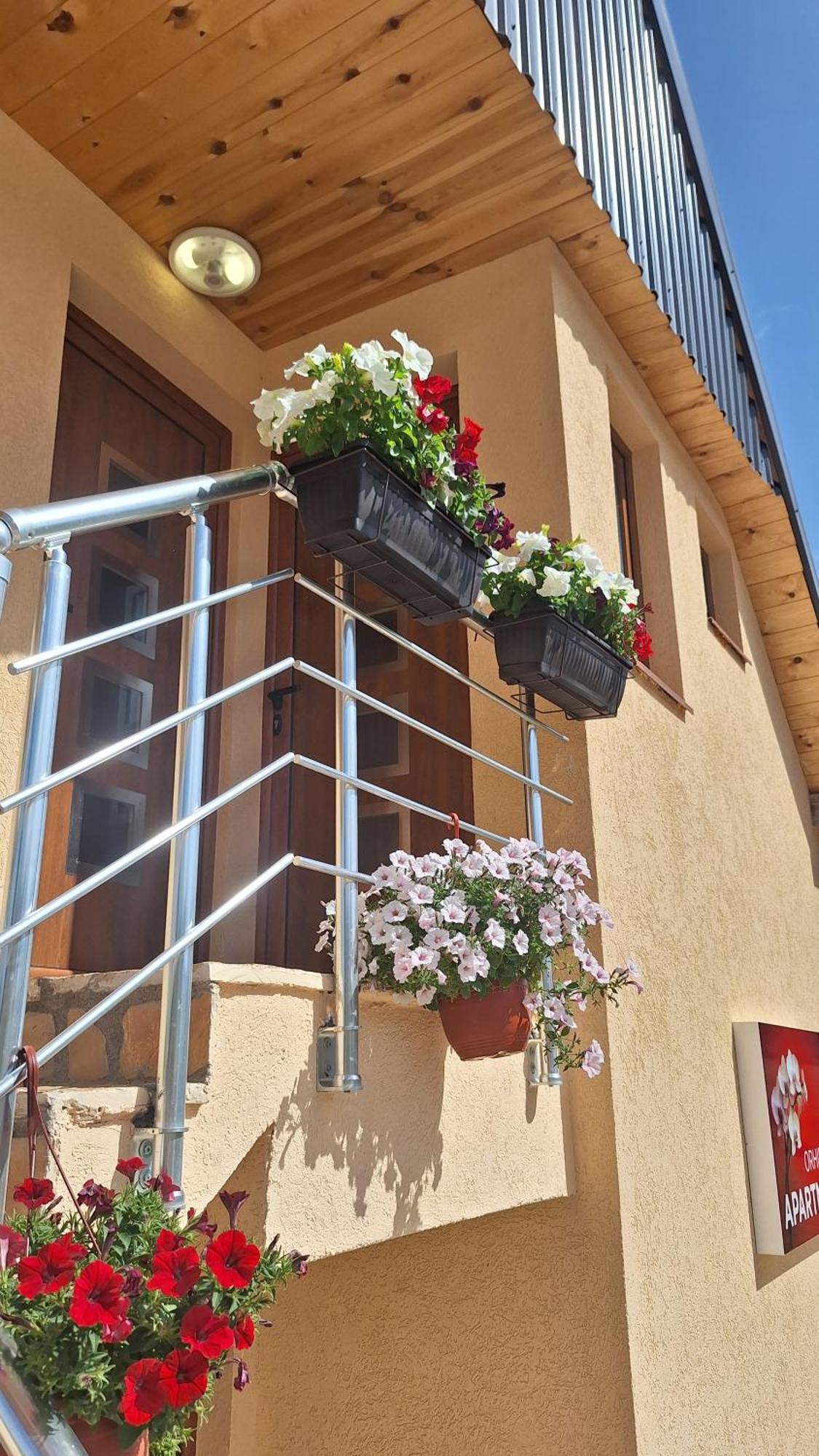 Apartments Orchidea Žabljak Dış mekan fotoğraf
