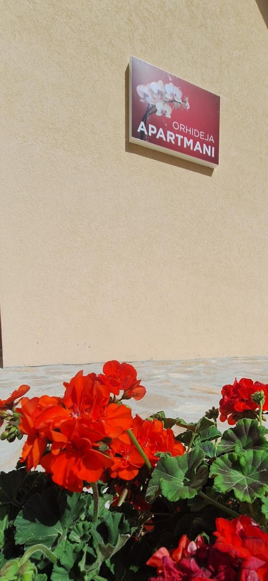 Apartments Orchidea Žabljak Dış mekan fotoğraf